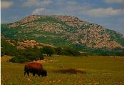 Bison vor dem Mt. Scott