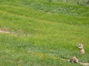 Prairie Dogs