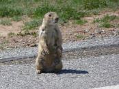 Prairie Dogs